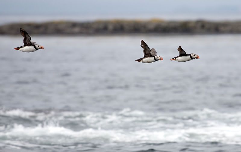 IMAGE: http://i24.photobucket.com/albums/c19/sandpiperphotos/birds/1758.jpg