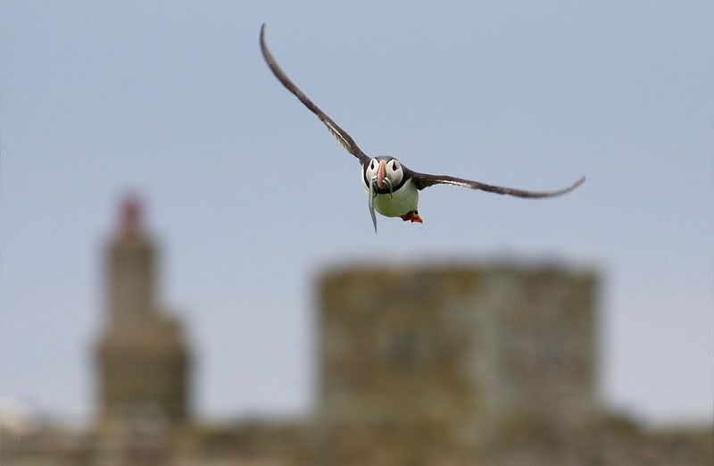 IMAGE: http://i24.photobucket.com/albums/c19/sandpiperphotos/birds/2155.jpg