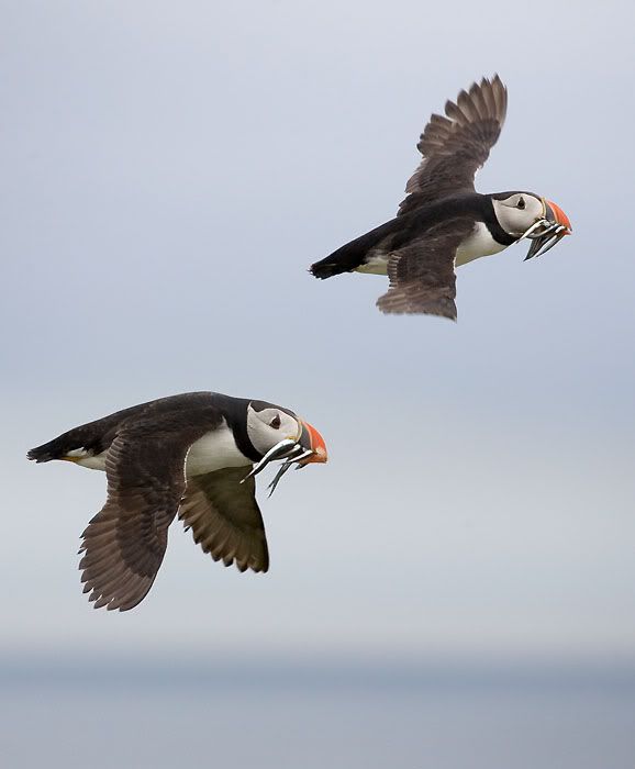 IMAGE: http://i24.photobucket.com/albums/c19/sandpiperphotos/birds/2191.jpg