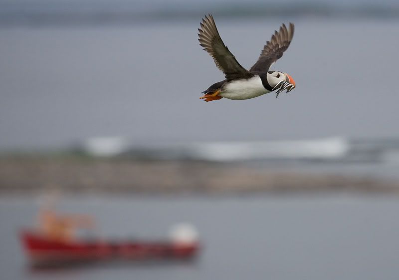 IMAGE: http://i24.photobucket.com/albums/c19/sandpiperphotos/birds/2194.jpg