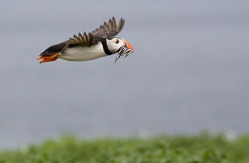 IMAGE: http://i24.photobucket.com/albums/c19/sandpiperphotos/birds/2195.jpg