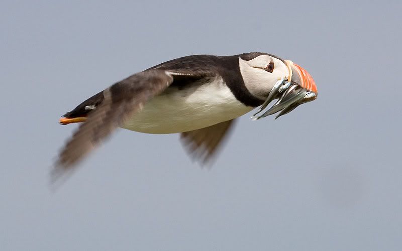 IMAGE: http://i24.photobucket.com/albums/c19/sandpiperphotos/birds/2231.jpg