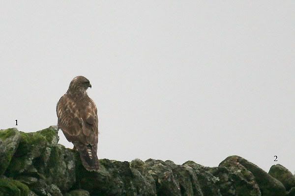 IMAGE: http://i24.photobucket.com/albums/c19/sandpiperphotos/cropcomparison20D.jpg