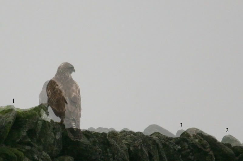 IMAGE: http://i24.photobucket.com/albums/c19/sandpiperphotos/cropcomparisonboth.jpg