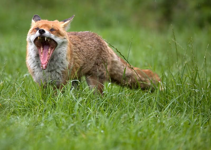 IMAGE: http://i24.photobucket.com/albums/c19/sandpiperphotos/foxes/6732.jpg