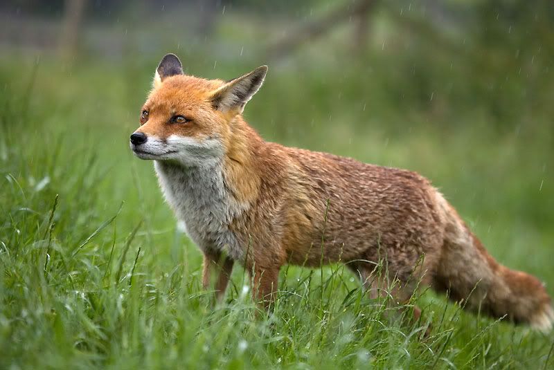 IMAGE: http://i24.photobucket.com/albums/c19/sandpiperphotos/foxes/6741.jpg