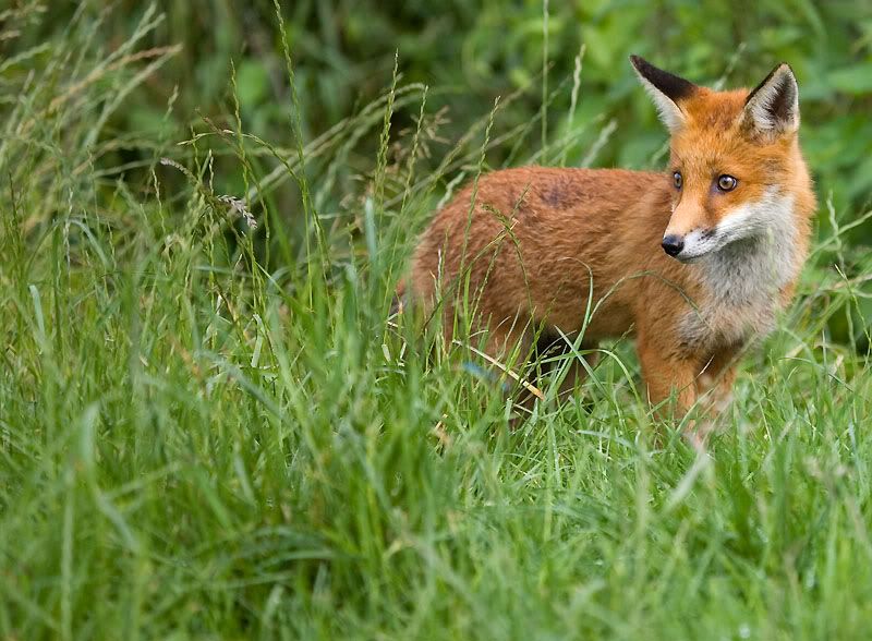 IMAGE: http://i24.photobucket.com/albums/c19/sandpiperphotos/foxes/7116.jpg