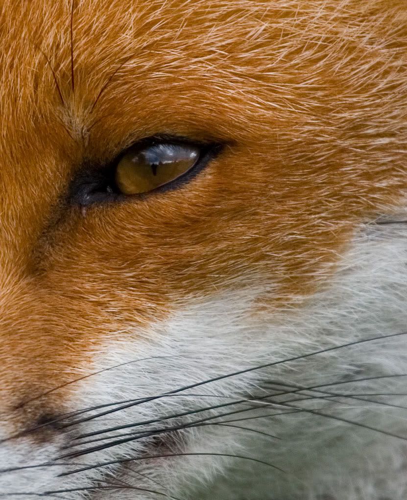 IMAGE: http://i24.photobucket.com/albums/c19/sandpiperphotos/foxes/7151100pccrop.jpg