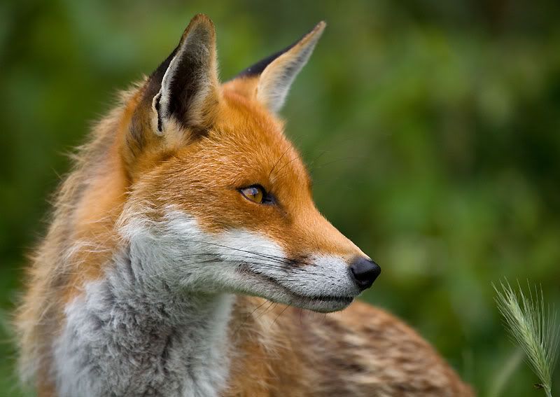 IMAGE: http://i24.photobucket.com/albums/c19/sandpiperphotos/foxes/7165.jpg