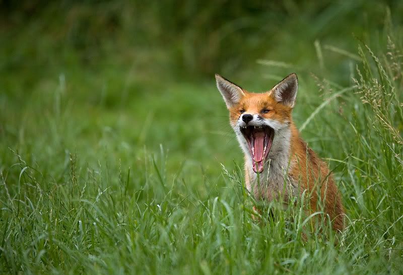 IMAGE: http://i24.photobucket.com/albums/c19/sandpiperphotos/foxes/7200.jpg