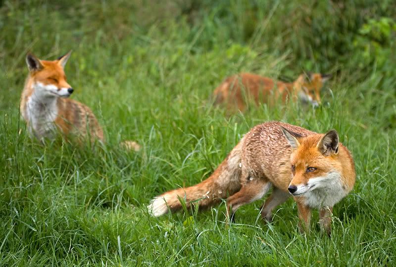 IMAGE: http://i24.photobucket.com/albums/c19/sandpiperphotos/foxes/7211.jpg