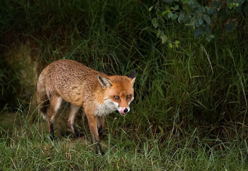 IMAGE: http://i24.photobucket.com/albums/c19/sandpiperphotos/foxes/7312.jpg