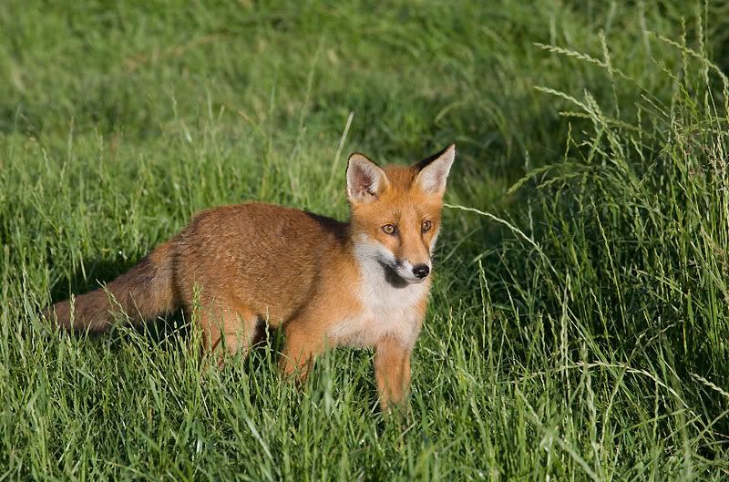 IMAGE: http://i24.photobucket.com/albums/c19/sandpiperphotos/foxes/7454.jpg