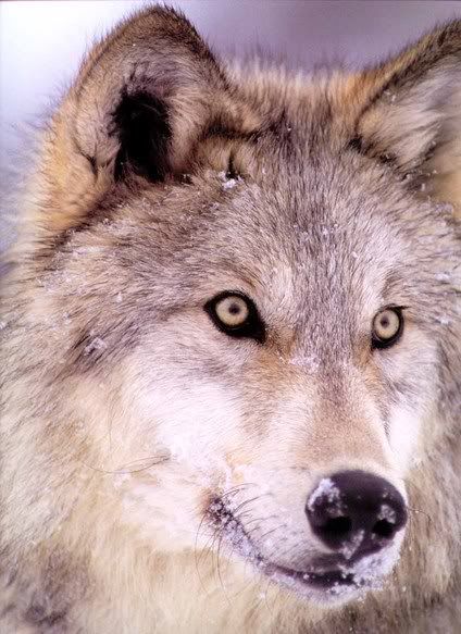  photo GrayWolf_Wolves105-FaceCloseup.jpg