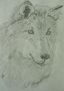  photo wolfhead.jpg