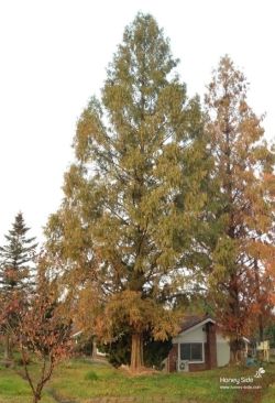  photo 20131108-01.jpg