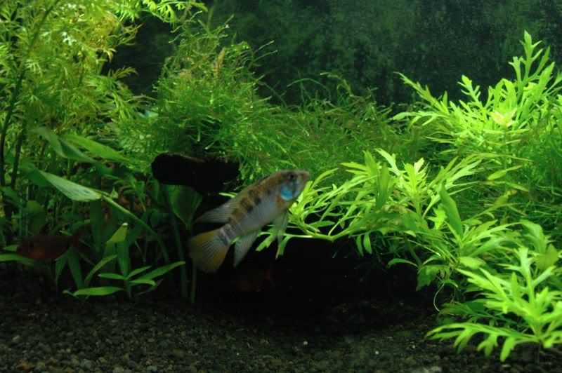 Apisto05.jpg