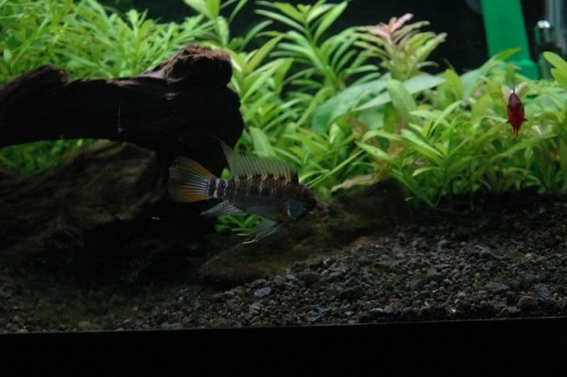 Apisto09.jpg
