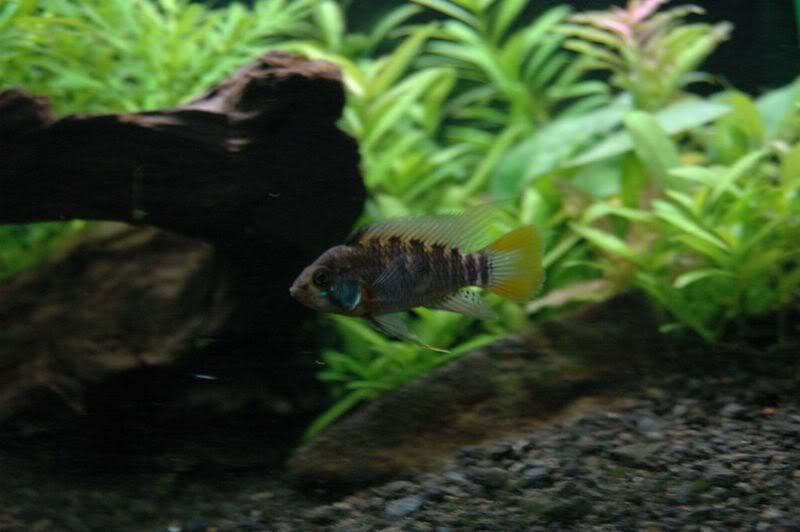Apisto11.jpg