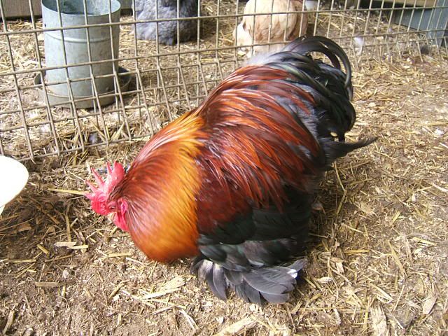 Wheaten Pekin Bantam