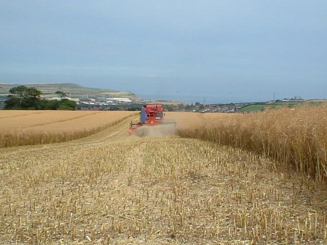 Canola Harvest 1