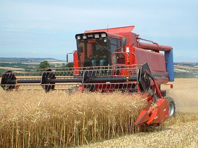 Canola Harvest 1