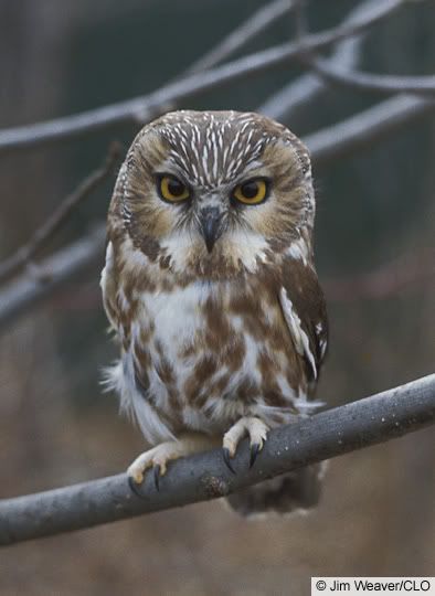 Owl Thesis