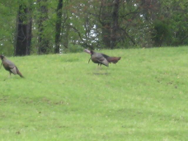 gobblers004-1.jpg