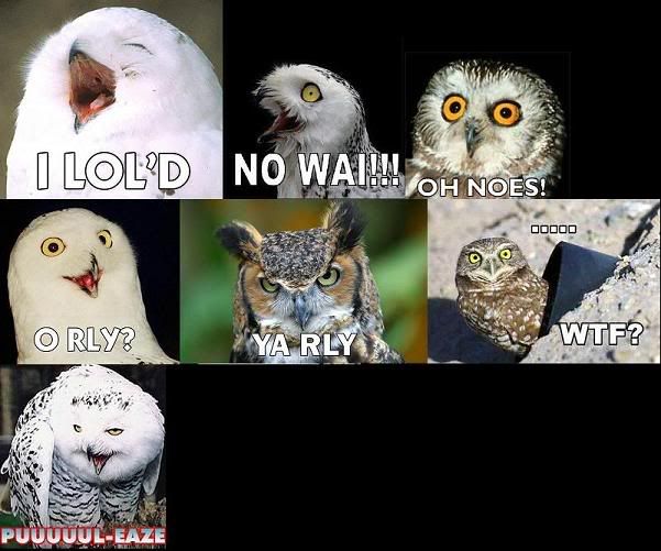 owls.jpg