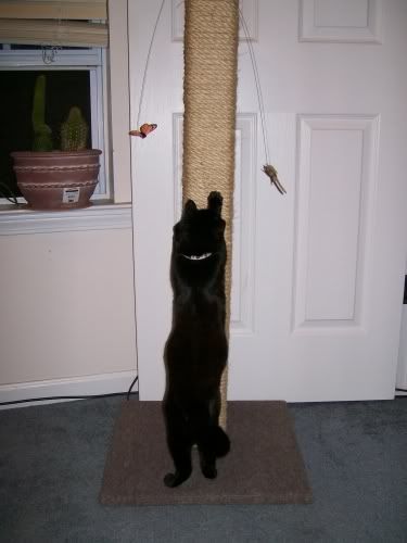 Tall Scratch Post