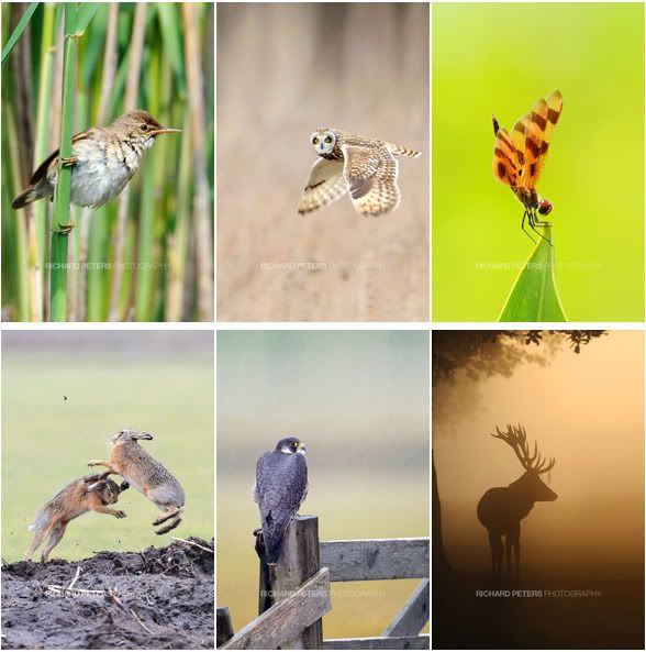 wildlifeiphone4.jpg