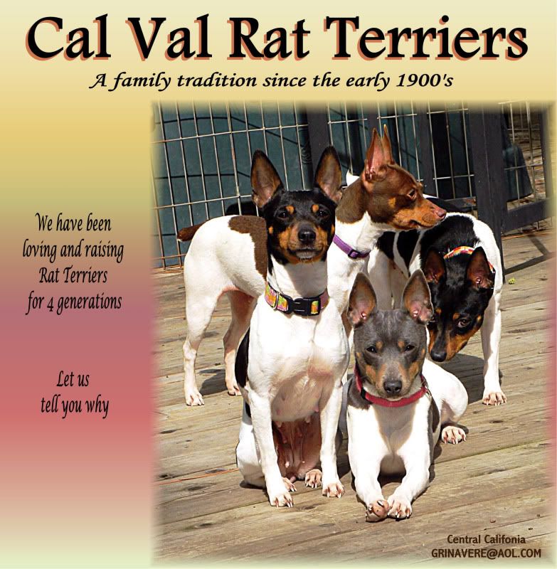 rat terrier kennels