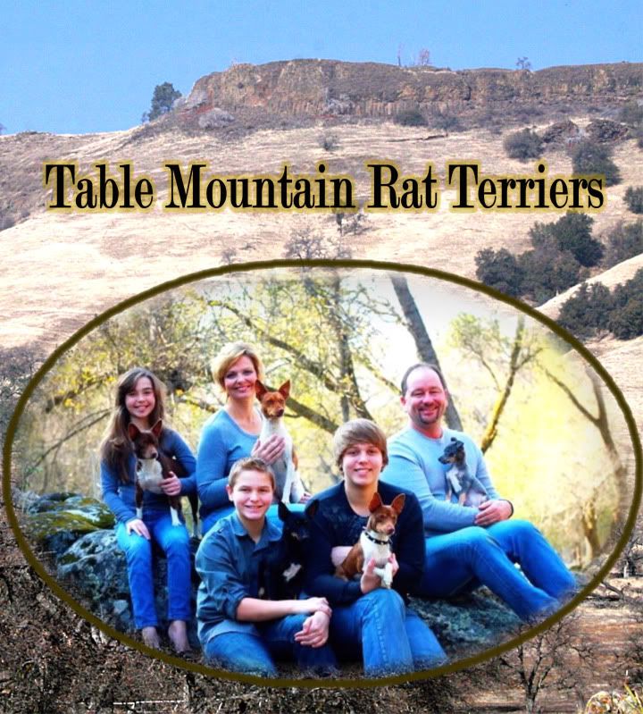 TABLE MTN RAT TERRIERS