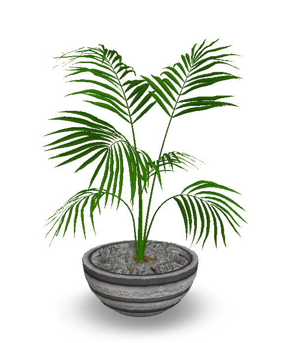  photo potted palm.png