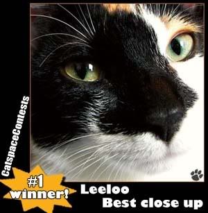 Catspace Contests - Best Closeup!