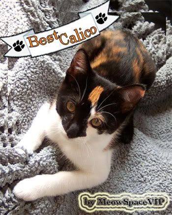 MeowSpaceVIP voted Cutest Calico!