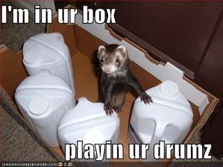 ferret playing drums