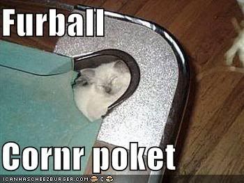 funny-pictures-furball-pool.jpg