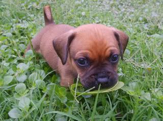 Cute puppy wandering in grass