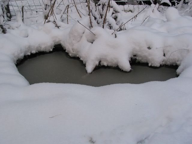 Kuva