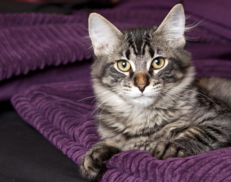 IMAGE: http://i24.photobucket.com/albums/c26/laxlacks/IMG_0023_resize.jpg