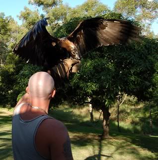 Eagle Avatar