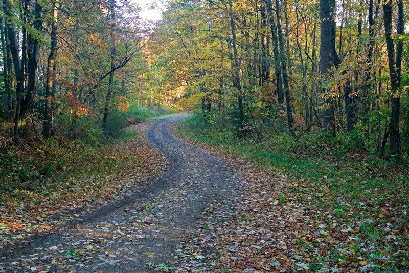 IMAGE: http://i24.photobucket.com/albums/c27/SquirrellyWV/IMG_3307.jpg