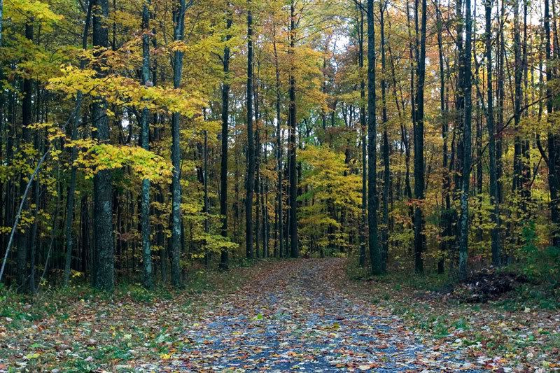 IMAGE: http://i24.photobucket.com/albums/c27/SquirrellyWV/IMG_3316.jpg