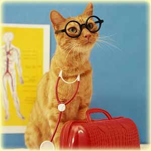 cat smart Pictures, Images and Photos