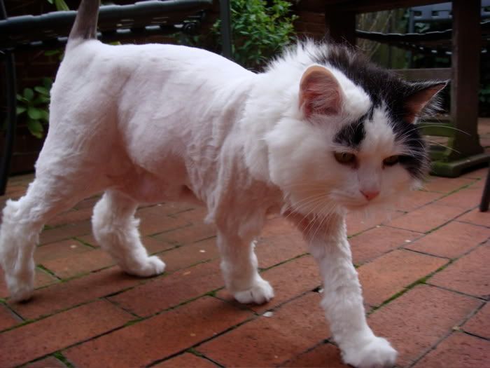 Mitzy- lion cut