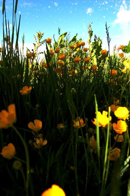 flowers2pic.jpg