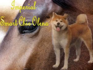 Imperial Smart Chic Olena