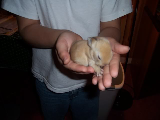 weaning baby bunnies
