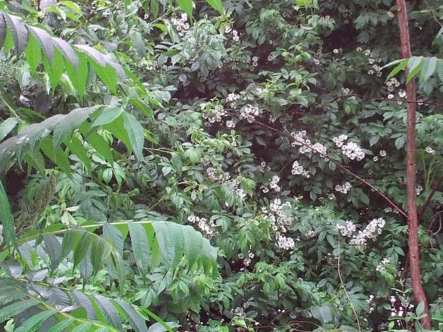 flowering vines thorns with vine with thorns showy flowers, Climbing white